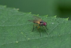Diptera
