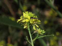 Allograpta hortensis