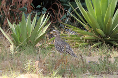 Burhinus capensis