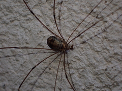 Leiobunum limbatum