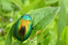 Chrysolina herbacea