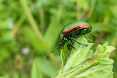 Chrysolina herbacea