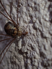 Leiobunum limbatum