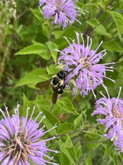 Bombus griseocollis