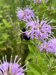 Bombus griseocollis