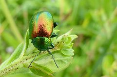 Chrysolina herbacea