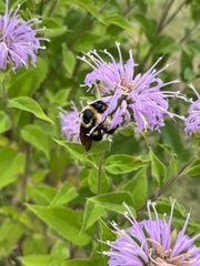 Bombus griseocollis