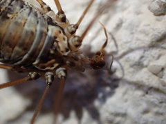 Leiobunum limbatum