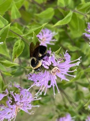 Bombus griseocollis