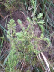 Erica lusitanica