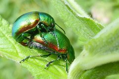 Chrysolina herbacea