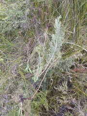 Erica lusitanica