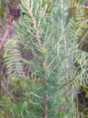 Erica lusitanica