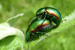 Chrysolina herbacea