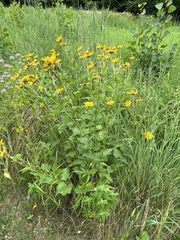Heliopsis