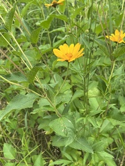 Heliopsis