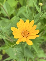 Heliopsis