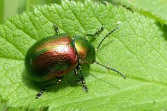 Chrysolina herbacea