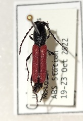 Ancylocera bicolor