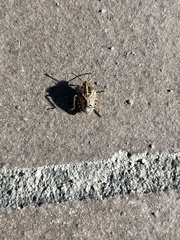 Agonoscelis puberula