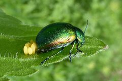 Chrysolina herbacea