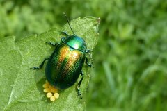 Chrysolina herbacea
