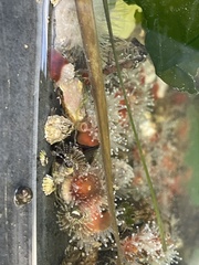 Corynactis californica