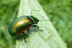 Chrysolina herbacea