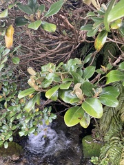 Brachyglottis elaeagnifolia