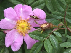 Strangalia luteicornis