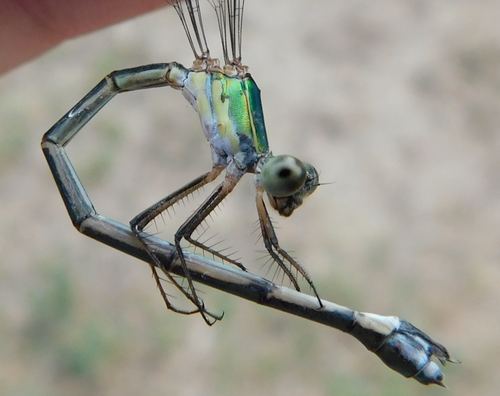 Eastern Willow Spreadwing