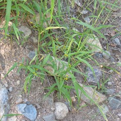 Melampodium strigosum