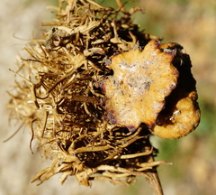 Andricus dentimitratus