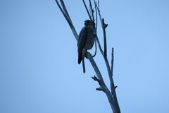 Accipiter brevipes