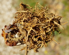 Andricus caputmedusae