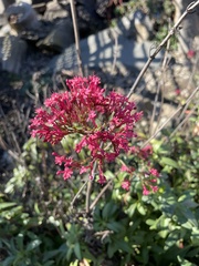 Centranthus ruber