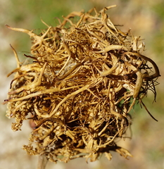 Andricus caputmedusae