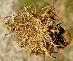 Andricus caputmedusae