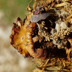 Andricus dentimitratus