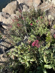 Centranthus ruber