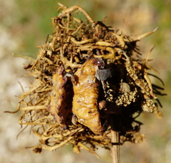 Andricus dentimitratus