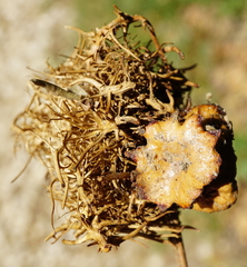 Andricus caputmedusae