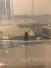 Neumichtis nigerrima