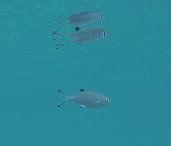 Trachinotus ovatus