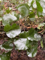 Hymenophyllum nephrophyllum