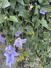 Thunbergia grandiflora