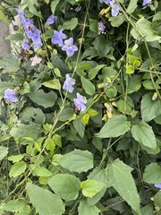 Thunbergia grandiflora
