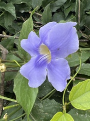 Thunbergia grandiflora
