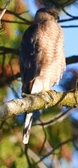 Accipiter cooperii