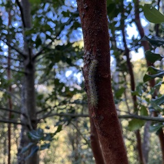 Ormiscodes amphimone